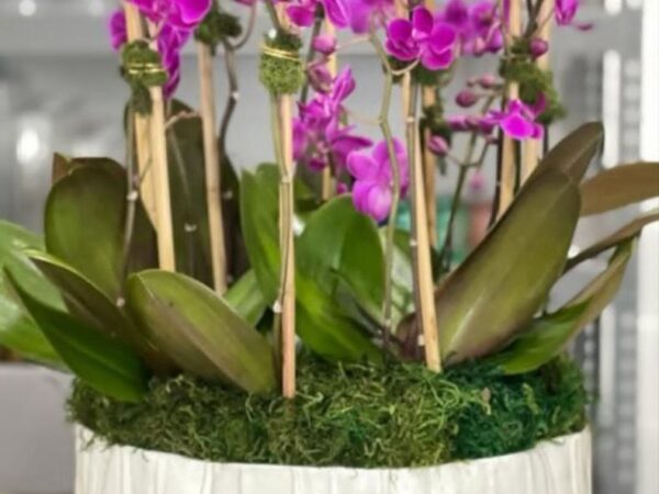 Arabian flowers 1