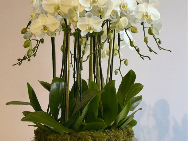 Arabian flowers 10