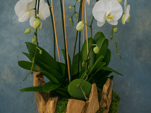 Arabian flowers 13
