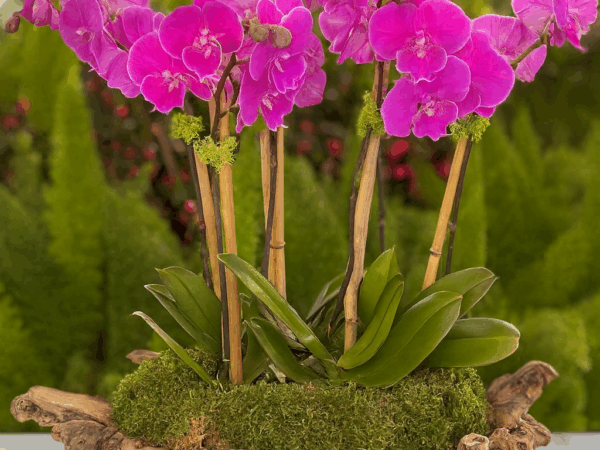 Arabian flowers 14