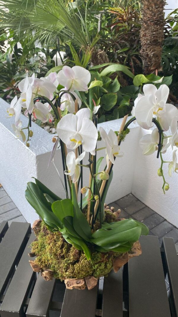 Arabian flowers codigo #145