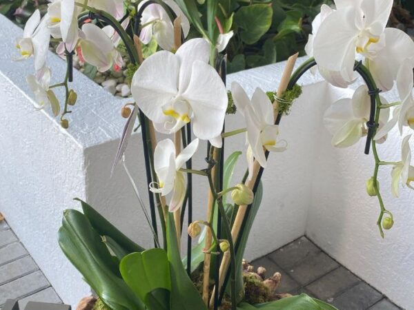 Arabian flowers 2