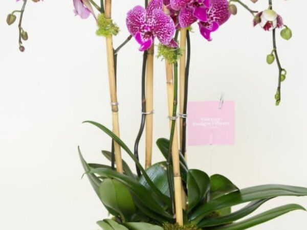 Arabian flowers 7