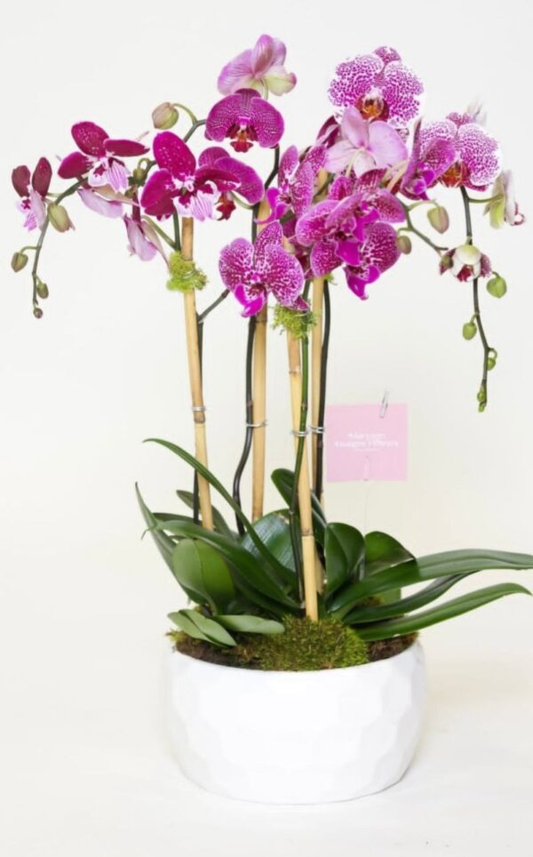 Arabian flowers codigo #142