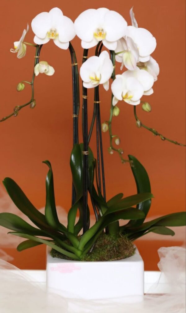 Arabian flowers codigo #141